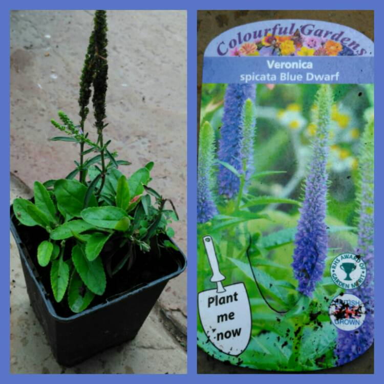 Plant image Veronica spicata 'Ulster Blue Dwarf'