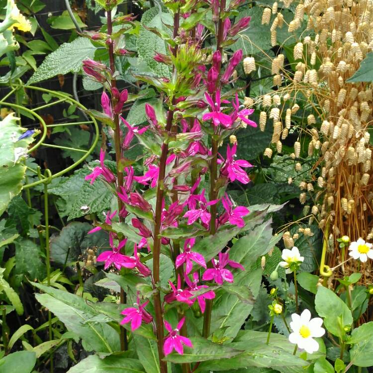 Plant image Lobelia x speciosa 'Tania'