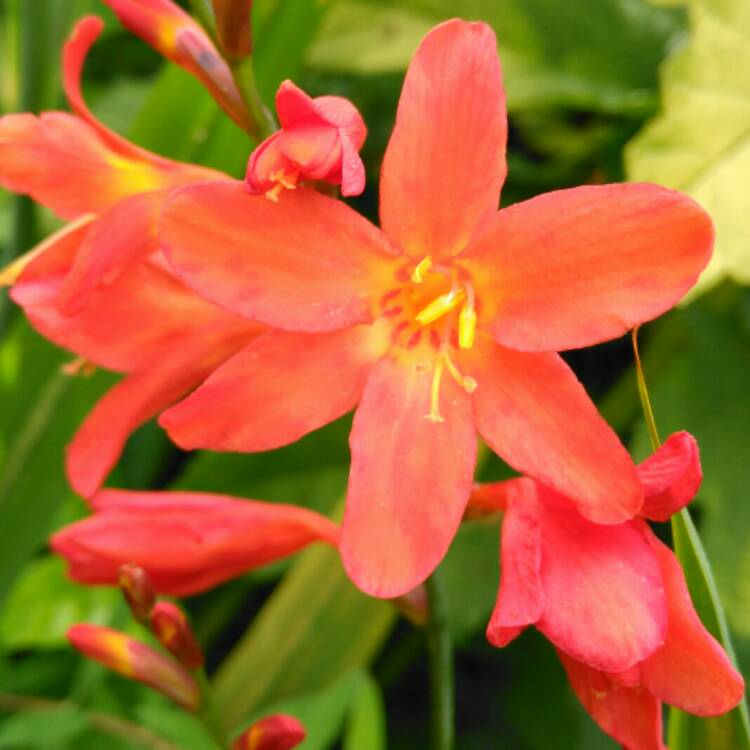 Plant image Crocosmia x crocosmiiflora 'Emily McKenzie' syn. Crocosmia x crocosmiiflora 'Lady McKenzie'