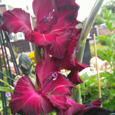 Gladiolus 'Ebony And Ivory Mix' (Mix)