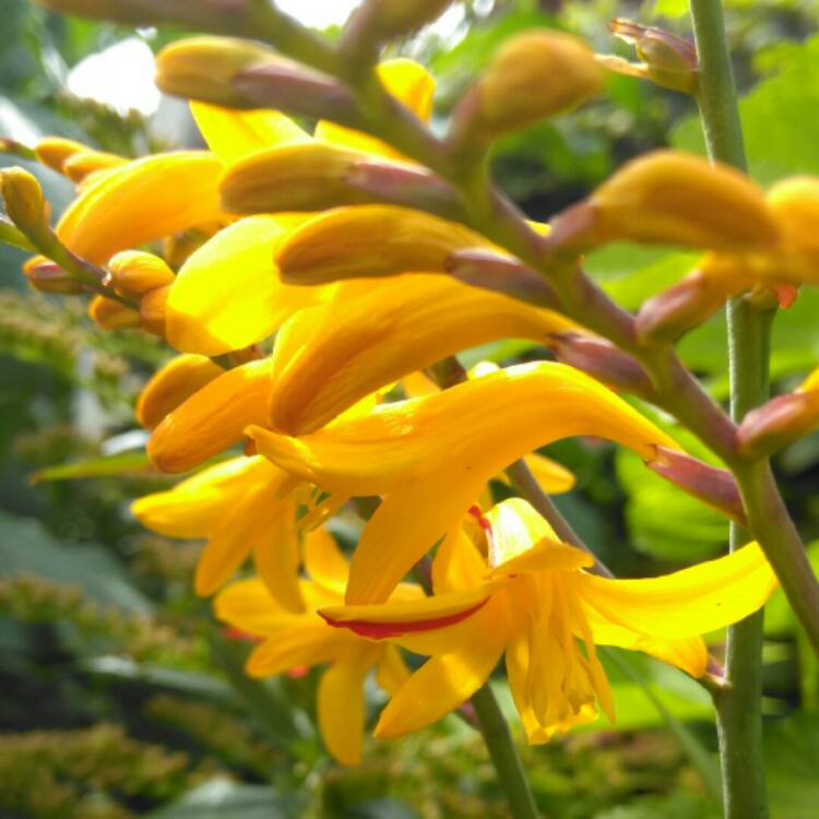 Plant image Crocosmia x crocosmiiflora 'George Davison'