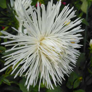 Chrysanthemum