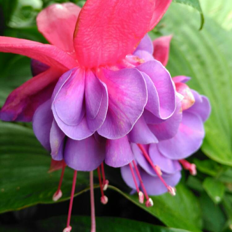 Plant image Fuchsia 'Gillian Anthea'