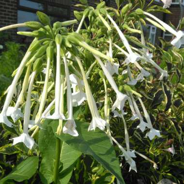 Nicotiana Sylvestris