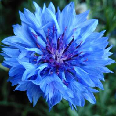 Centaurea cyanus 'Blue Boy'