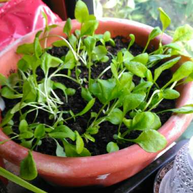 Bellis perennis 'Habanera White with Red Tips'