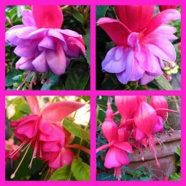 Fuchsia 'Gillian Anthea'