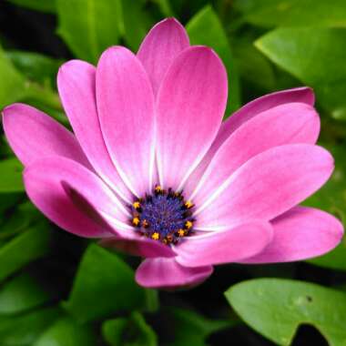 Osteospermum Serenity 'Pink Magic'