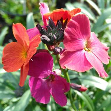 Erysimum 'Innerywinorch' syn. Erysimum 'Winter Orchid'