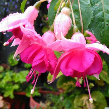 Fuchsia 'Garden News'