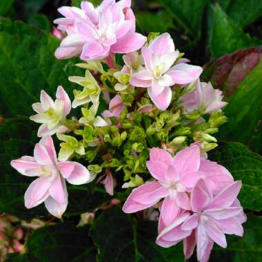 Hydrangea Macrophylla 'Stargazer'