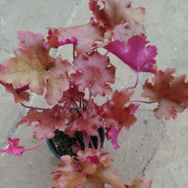 Heuchera 'Peach Crisp'