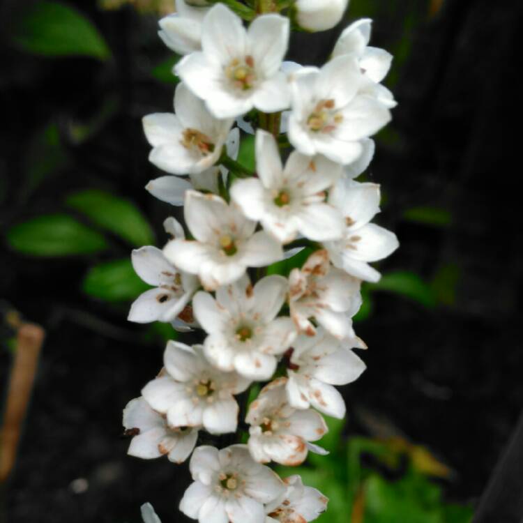 Plant image Lysimachia fortunei 'Candela'