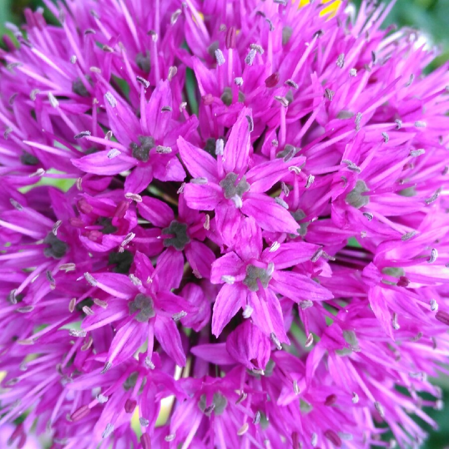 Allium hollandicum 'Purple Sensation' syn. Allium 'Purple Sensation', Allium aflatunense 'Purple Sensation'