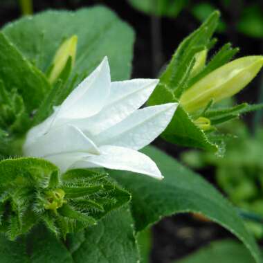 Campanula glomerata 'Alba'