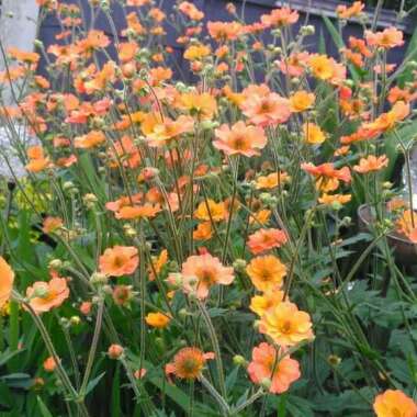 Geum 'Totally Tangerine'