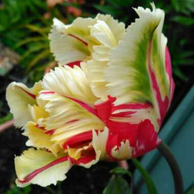 Tulipa (Parrot Group)