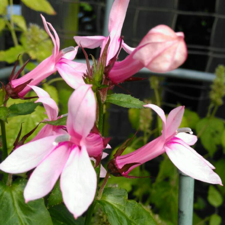 Plant image Lobelia 'Compton Pink'