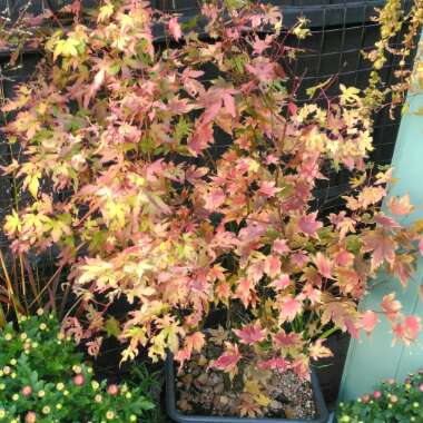 Acer palmatum 'Orange Dream'