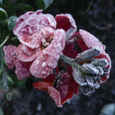 Erysimum 'Innerywinorch' syn. Erysimum 'Winter Orchid'