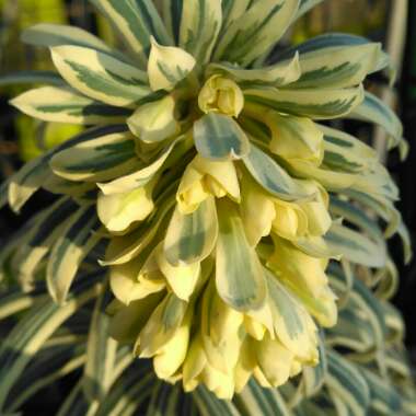 Euphorbia characias 'Tasmanian Tiger'