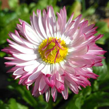 Bellis perennis 'Habanera White with Red Tips'