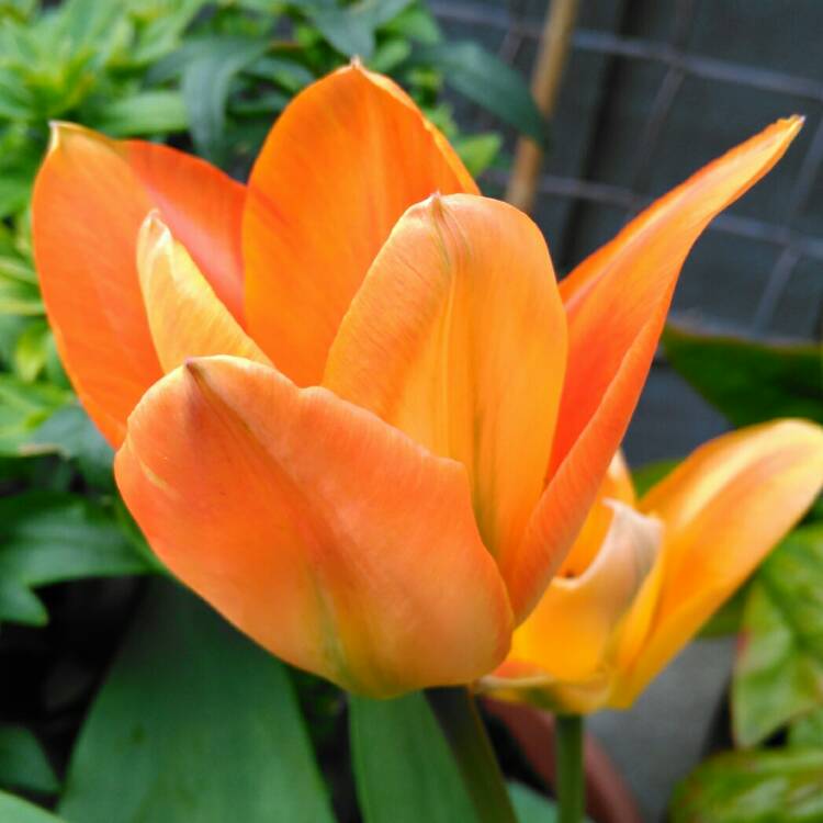 Plant image Tulipa 'Orange Emperor'