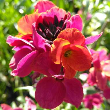 Erysimum 'Innerywinorch' syn. Erysimum 'Winter Orchid'