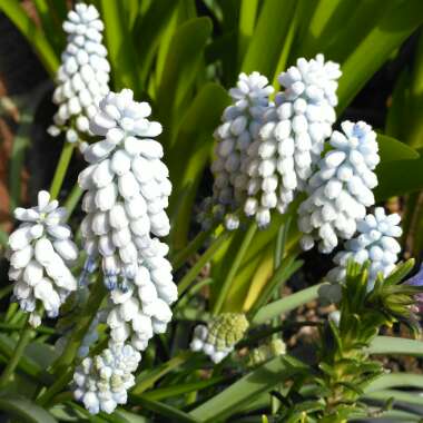 Muscari 'Jenny Robinson' syn. Muscari armeniacum 'Baby's Breath'