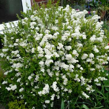 Spiraea 'Arguta' syn. Spiraea x arguta