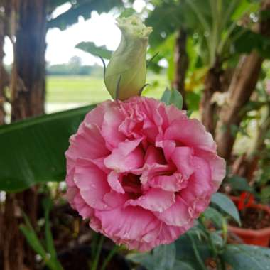 Eustoma russellianum