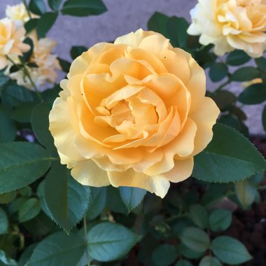 Rose Foetida 'Persiana'