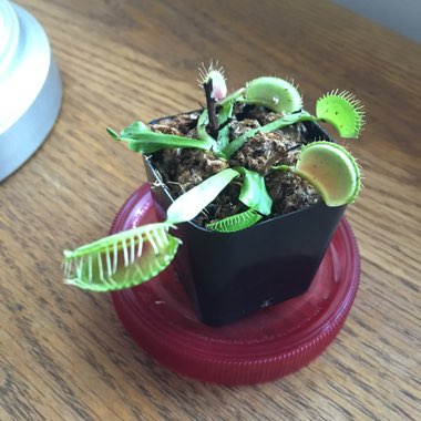 Venus Fly Trap