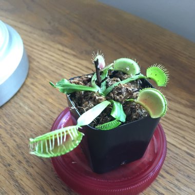 Venus Fly Trap