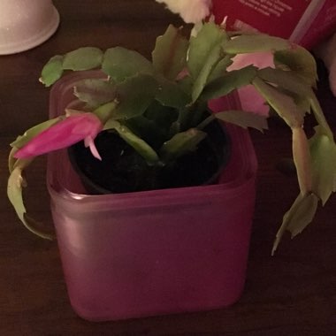 Christmas Cactus