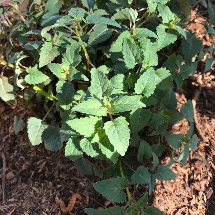 Coleus amboinicus syn. Plectranthus amboinicus, Cuban Oregano ...