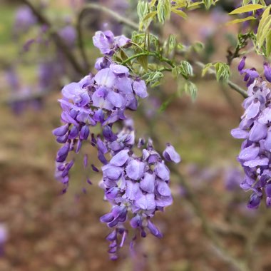 Wisteria Sinensis 'Prolific'