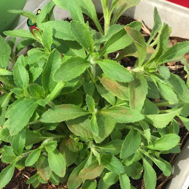 Stevia rebaudiana