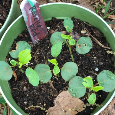 Hibiscus acetosella