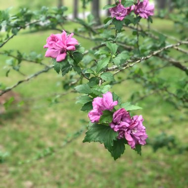 Rose Of Sharon