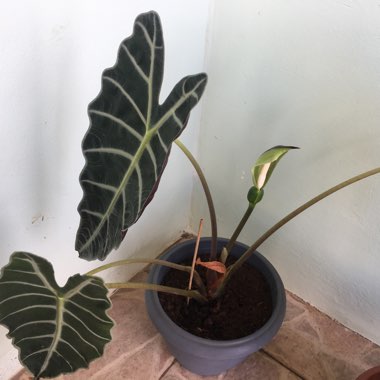 Alocasia x amazonica