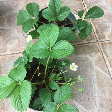 Fragaria x ananassa