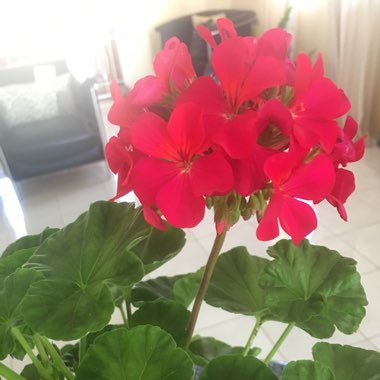 Pelargonium 'Savannah Hot Pink Sizzle' (Zonal)