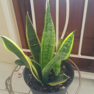 Sansevieria