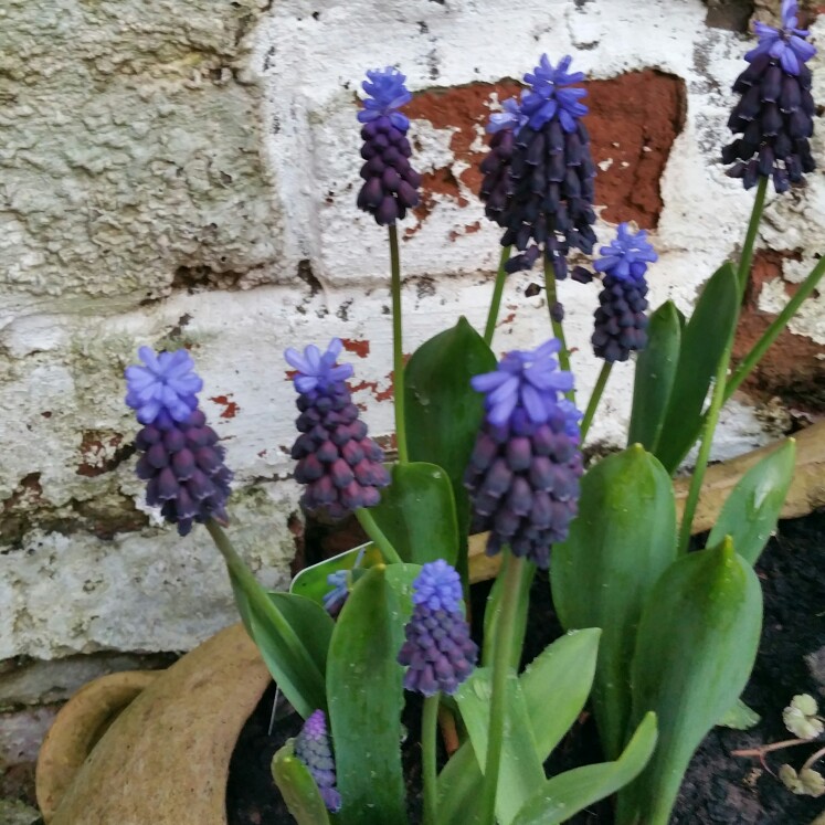 Grape Hyacinth (Species) Armenian Grape Hyacinth