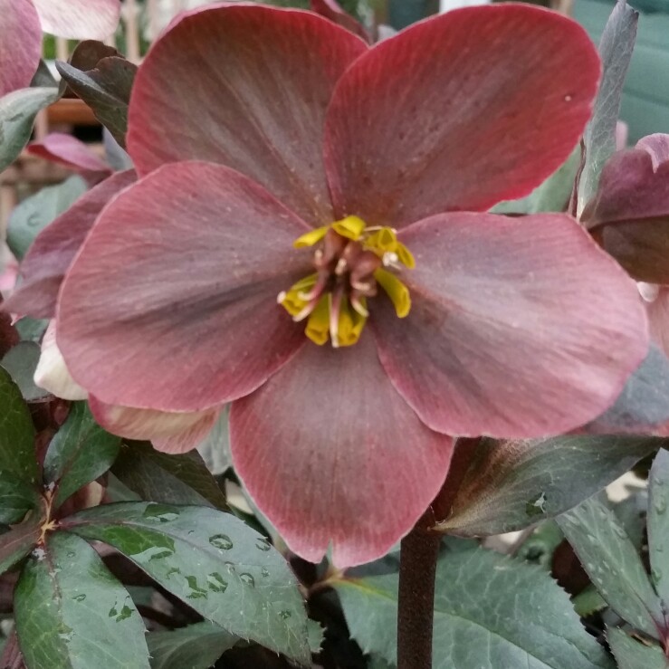 Hellebore 'HGC Pink Frost'