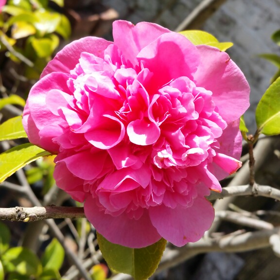 Camellia