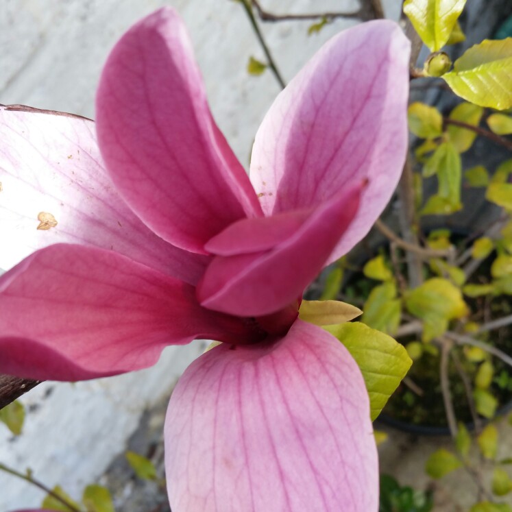 Magnolia 'Nigra'