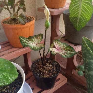 Caladium 'Thai Beauty'