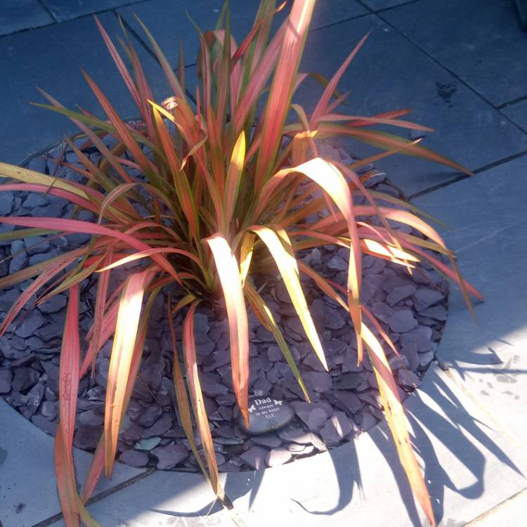 Plant image Cordyline 'Cha Cha'